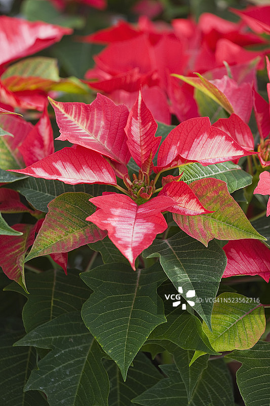 一品红图片素材