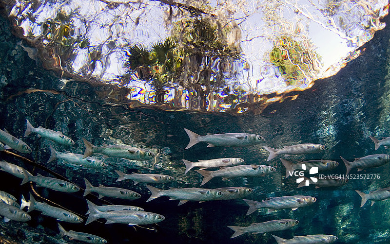 水晶河鲻鱼图片素材