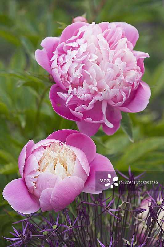 格兰德伯恩花园图片素材