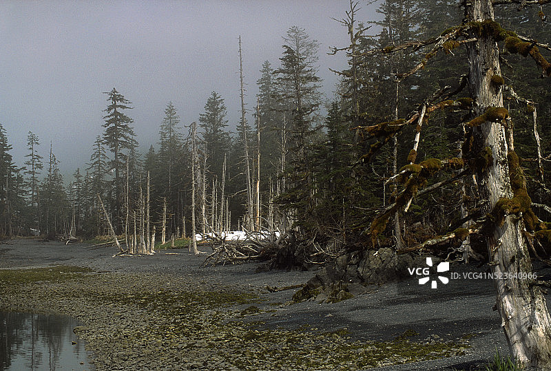 哈里曼峡湾沿岸的森林图片素材