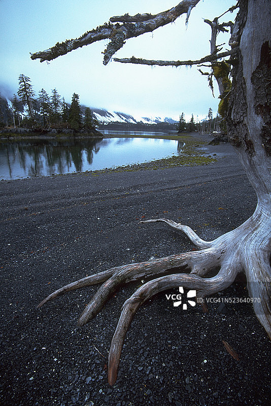 树根深入峡湾海滩图片素材