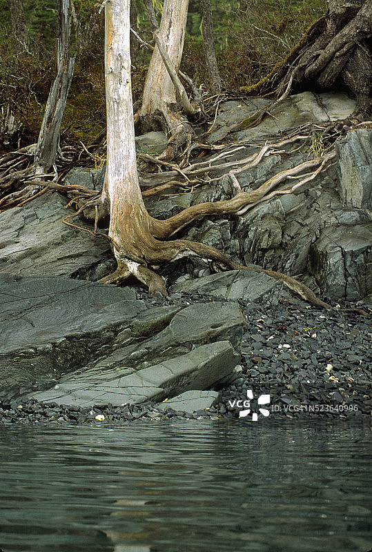 在裂缝岩石中生长的树图片素材