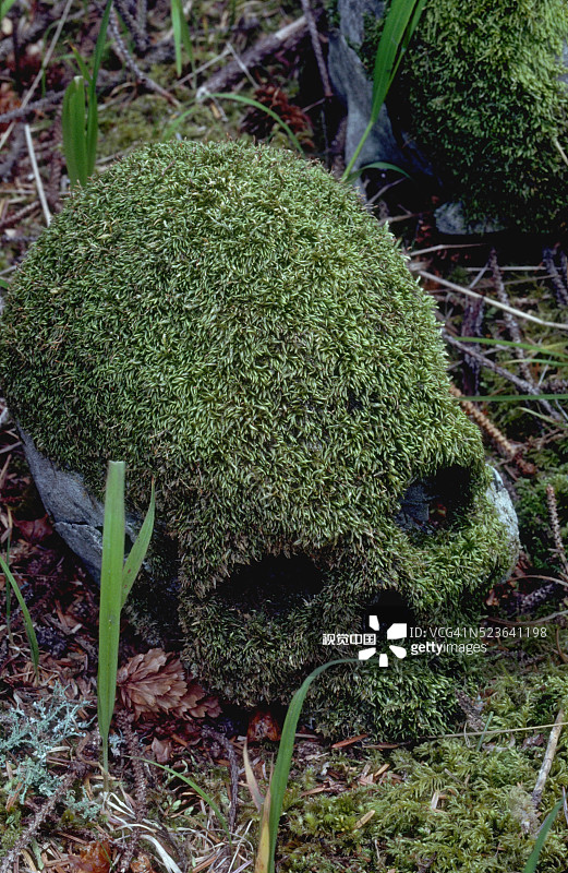 覆盖在海达族酋长头骨上的苔藓图片素材