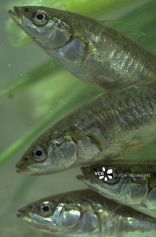 刺鱼幼鱼图片素材