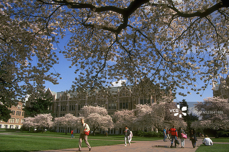 大学里盛开的樱花树图片素材