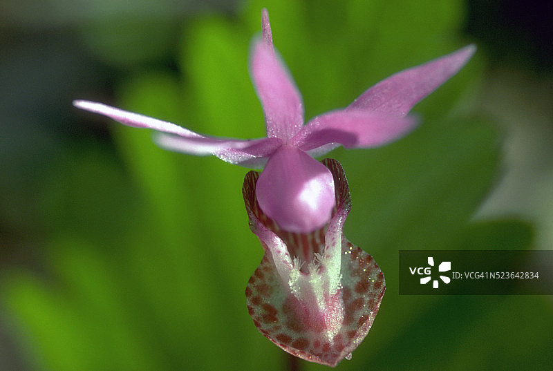罕见的仙女兰图片素材
