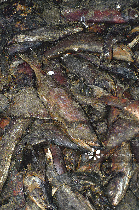 奇尔科河产卵后死亡的红眼鲑图片素材