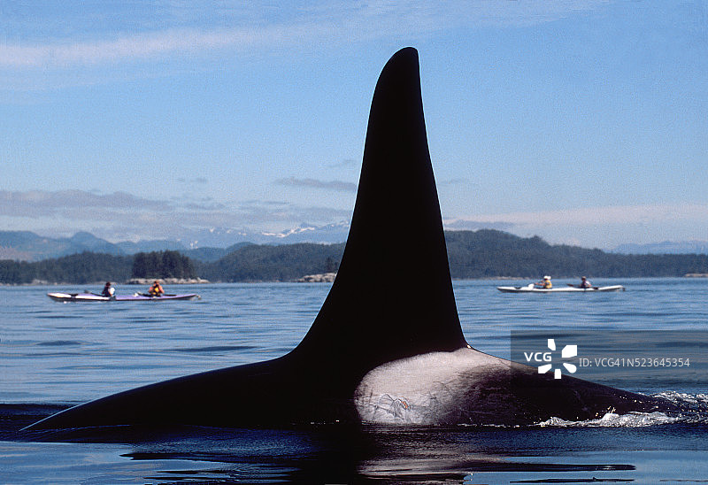 加拿大不列颠哥伦比亚省约翰斯通海峡的虎鲸（雄性）和海上皮划艇图片素材