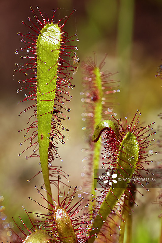 茅膏菜图片素材