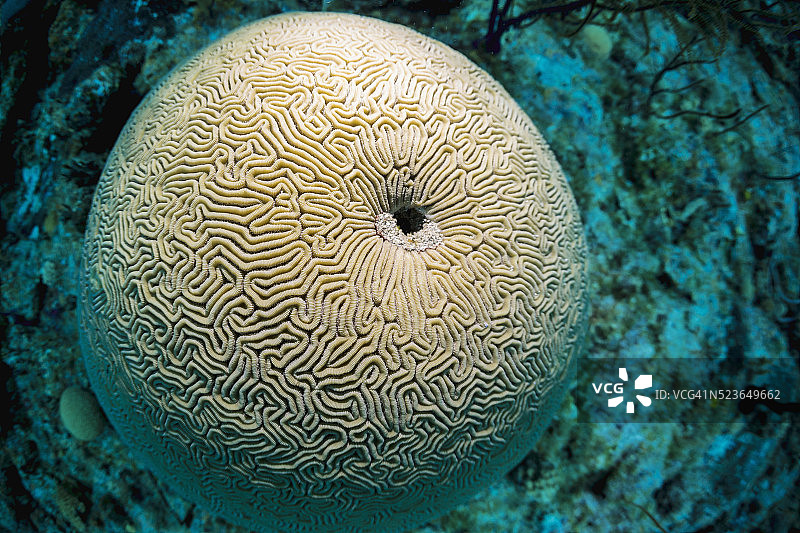 脑珊瑚图片素材