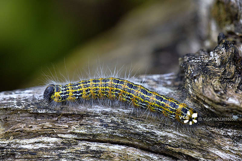 樗蚕蛾的美丽毛毛虫图片素材