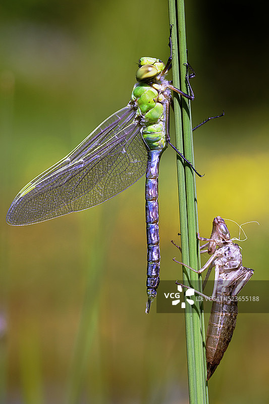皇帝蜻蜓（Anax imperator）和水生植物变态后的蜕皮图片素材