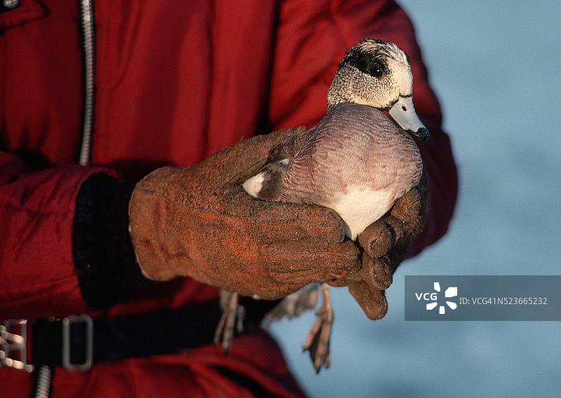 野生动物保护区工作人员放飞绿头鸭图片素材