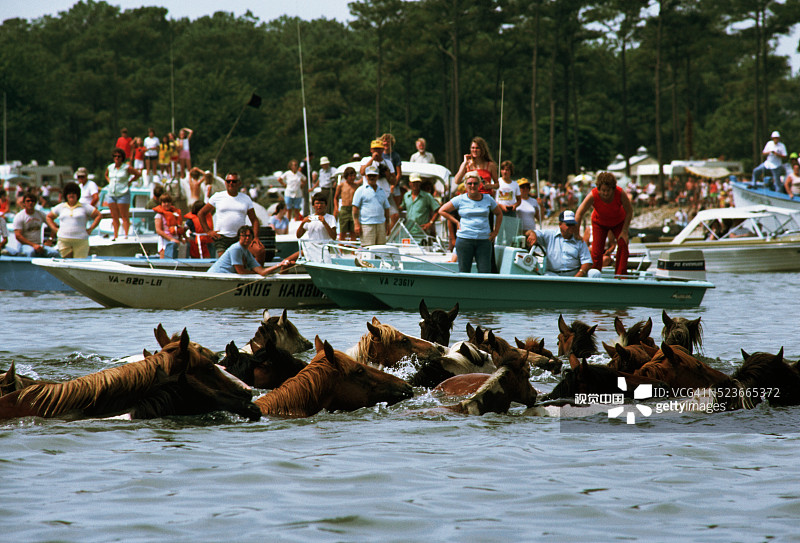 水中游泳的马图片素材