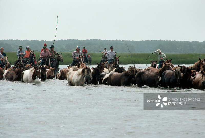 马与矮马一起游泳图片素材