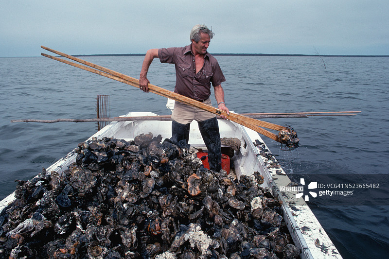 用于装牡蛎的牡蛎钳图片素材