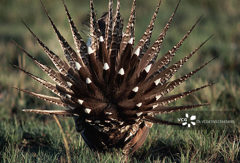 艾草松鸡的交配炫耀图片素材