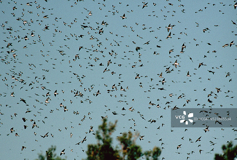 迁徙中的树燕图片素材