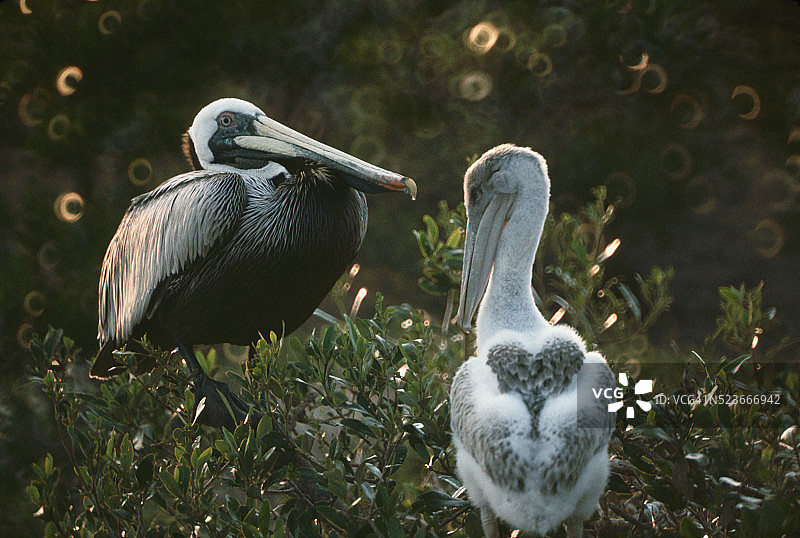 成年和幼年棕色鹈鹕图片素材