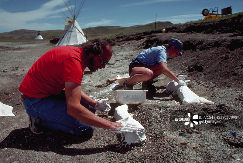 在恐龙挖掘地点用石膏固定骨骼图片素材