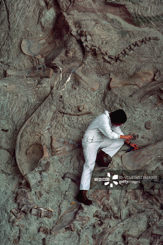 公园管理人员挖掘恐龙骨骼化石图片素材