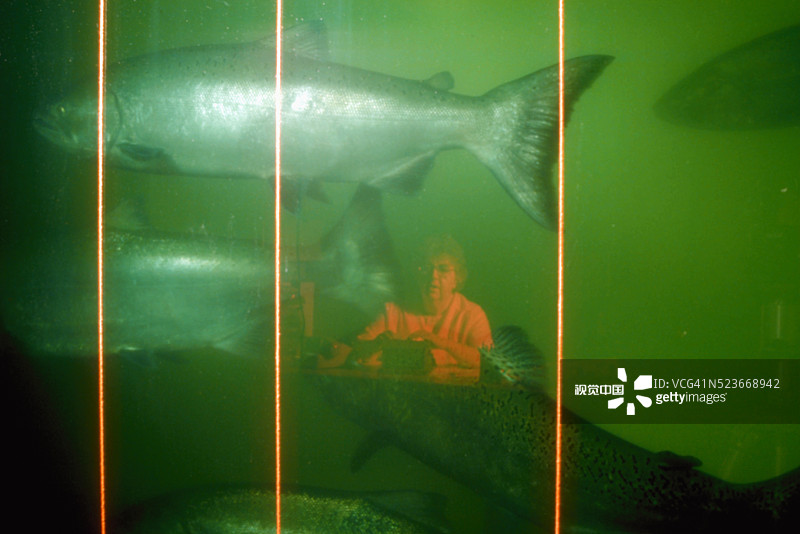 女人在数洄游的鲑鱼图片素材