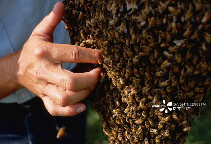 养蜂人拿着装满蜜蜂的托盘图片素材