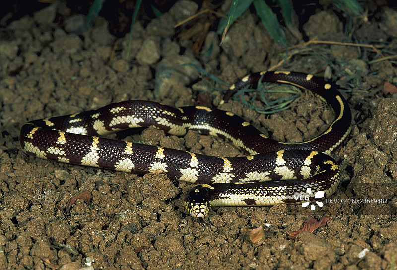 香蕉相加州王蛇图片素材