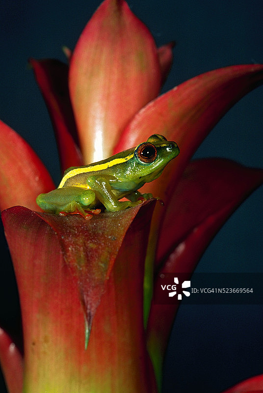 雄性珠饰芦苇蛙栖息在树叶上图片素材