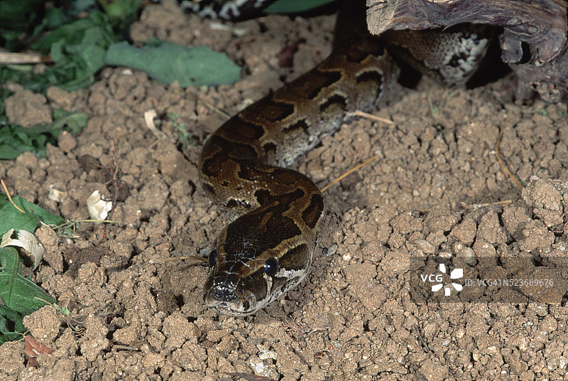 非洲岩蟒图片素材