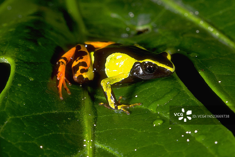 彩绘曼特拉蛙图片素材