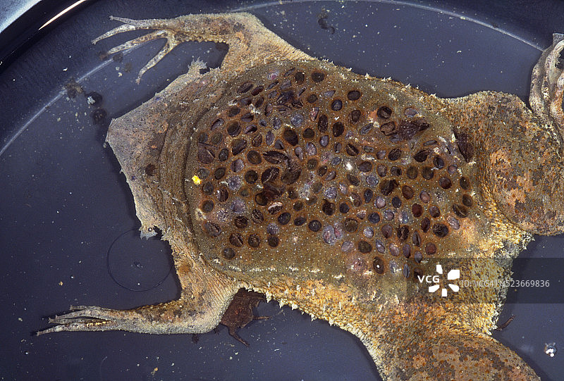 携带卵的苏里南蟾蜍图片素材