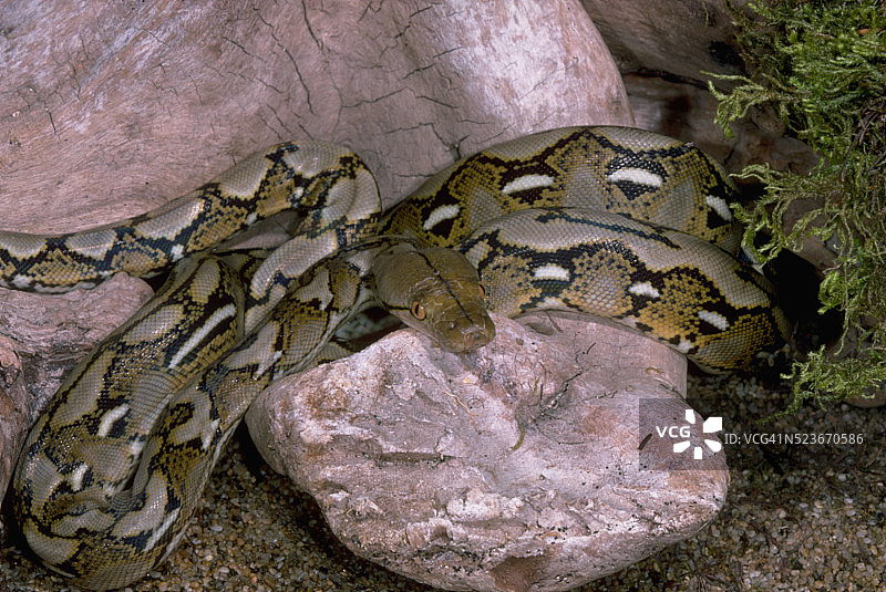 网纹蟒图片素材