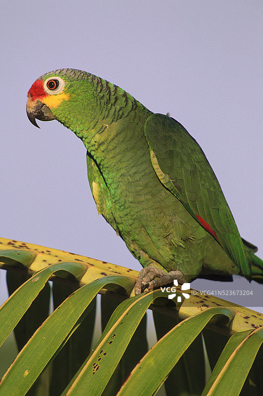 红额亚马逊鹦鹉图片素材