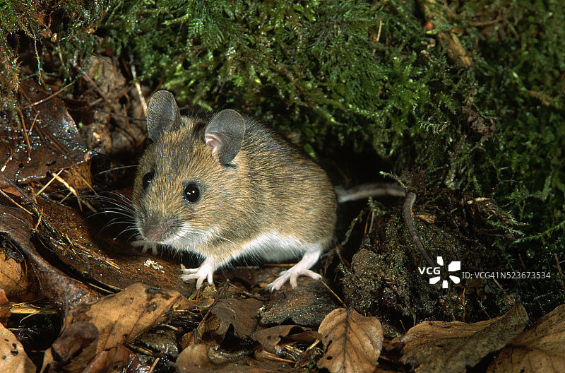 黄颈鼠图片素材