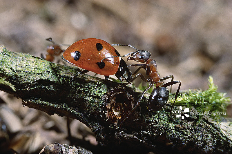 红木蚁攻击瓢虫图片素材