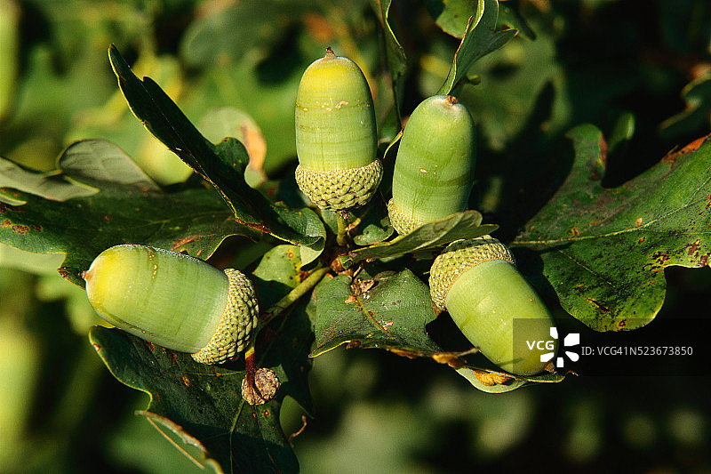 无梗橡树上的橡子图片素材