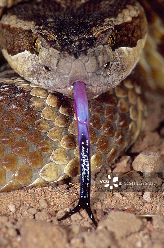 莫哈韦响尾蛇图片素材