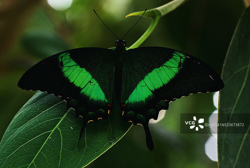 带状孔雀凤蝶图片素材