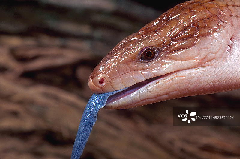 蓝舌石龙子图片素材