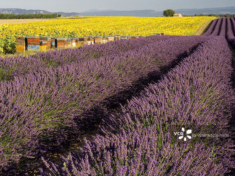 法国普罗旺斯：薰衣草和向日葵田与彩色蜂箱图片素材