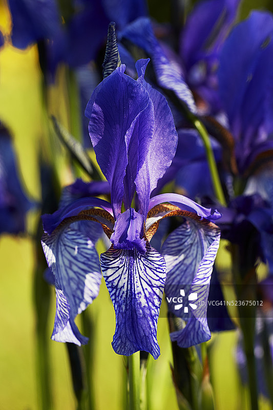 西伯利亚鸢尾花图片素材