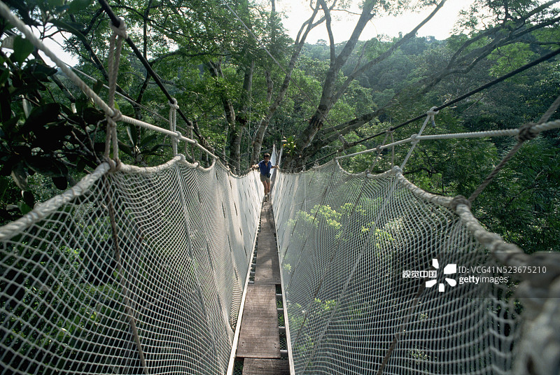 雨林人行桥图片素材