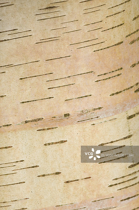 石头小路花园图片素材