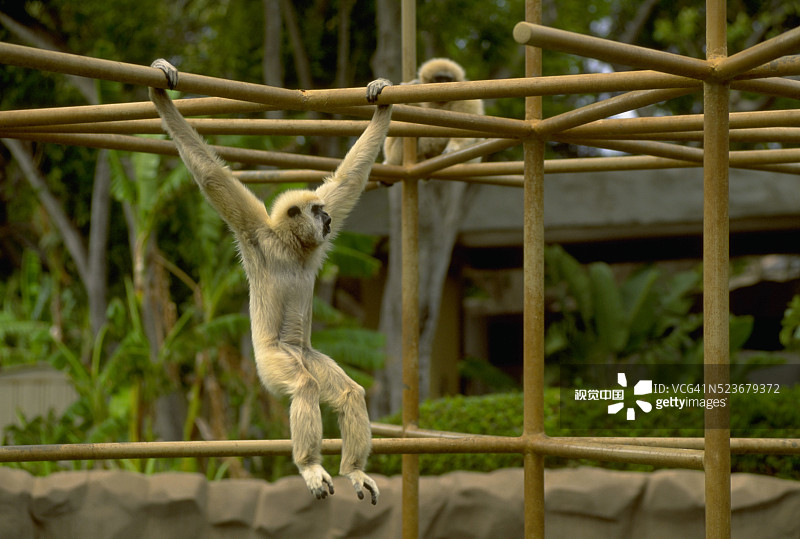 檀香山动物园的猴子图片素材