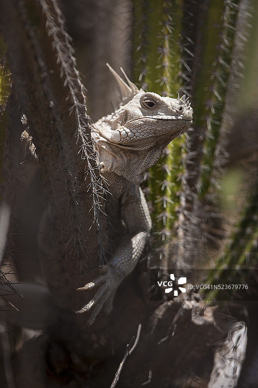 加勒比海仙人掌上的爬行动物图片素材