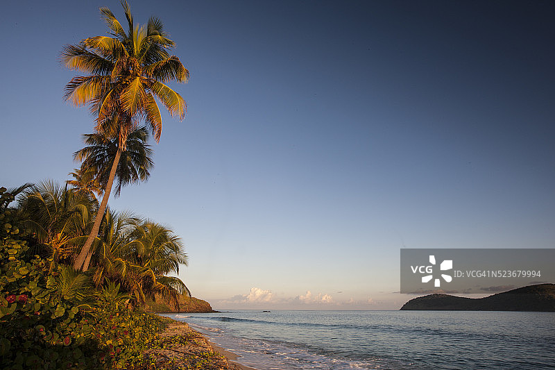 波多黎各库莱布拉岛的日落棕榈树图片素材