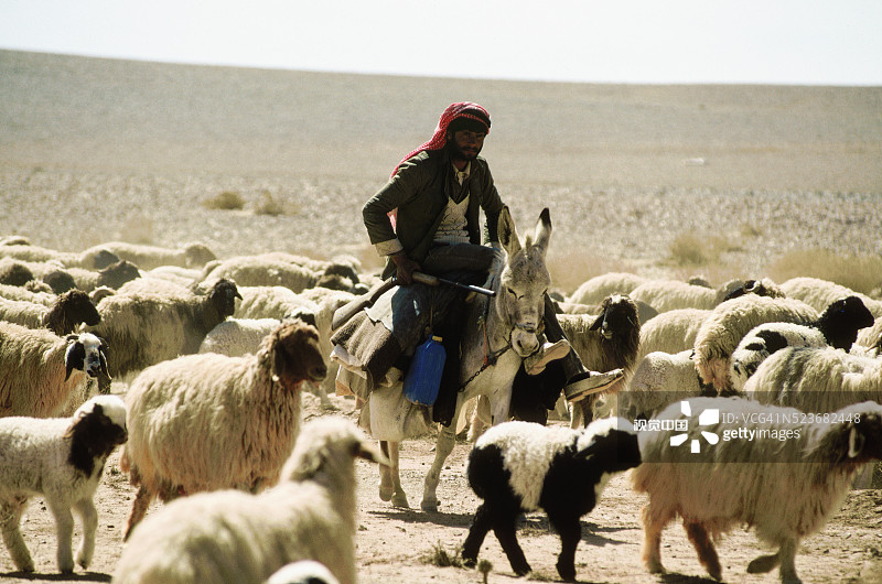 约旦的贝都因牧羊人图片素材