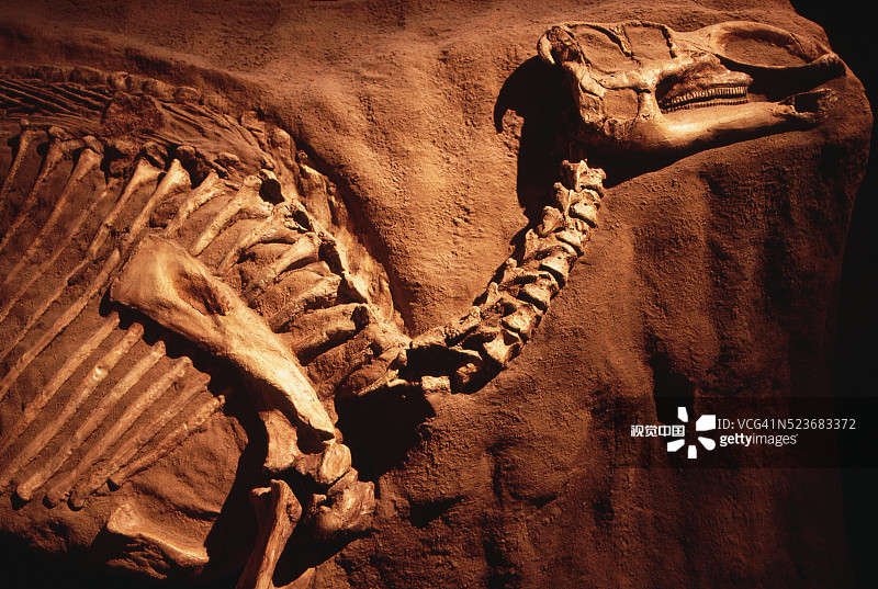 泰瑞尔古生物学博物馆的恐龙骨骼图片素材