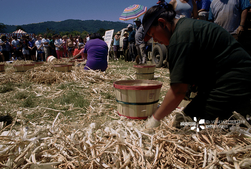 吉尔罗伊蒜蓉节大蒜配料比赛图片素材